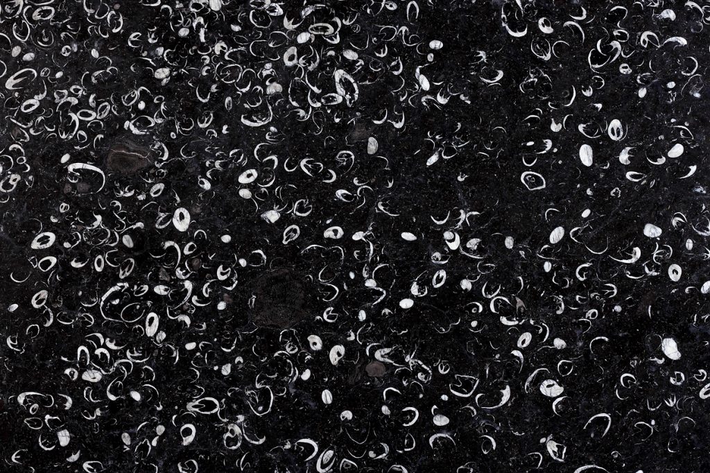 Fossil Black