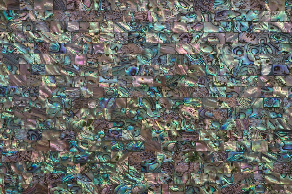 Green Abalone