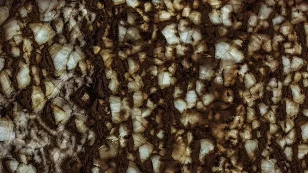 Petrified Wood Onyx